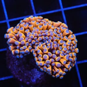 D52 - MALAYSIAN TORCH 24K GOLD 1 HEAD