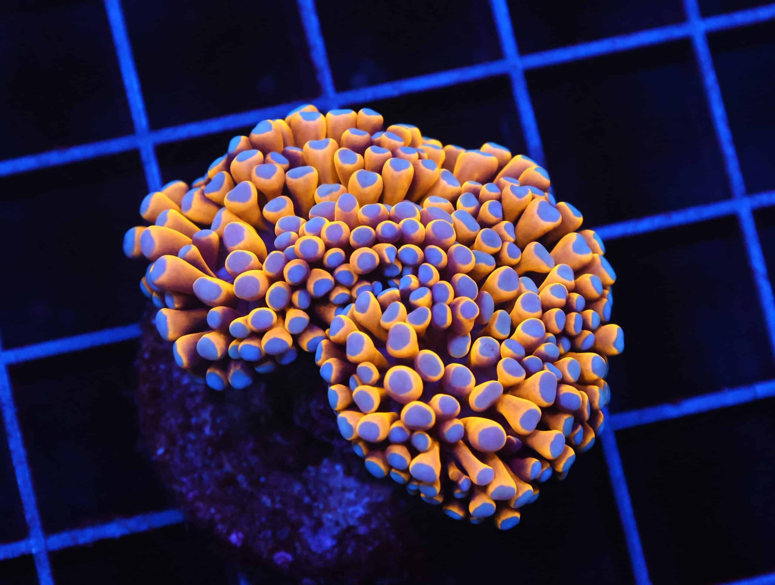 D52 - MALAYSIAN TORCH 24K GOLD 1 HEAD