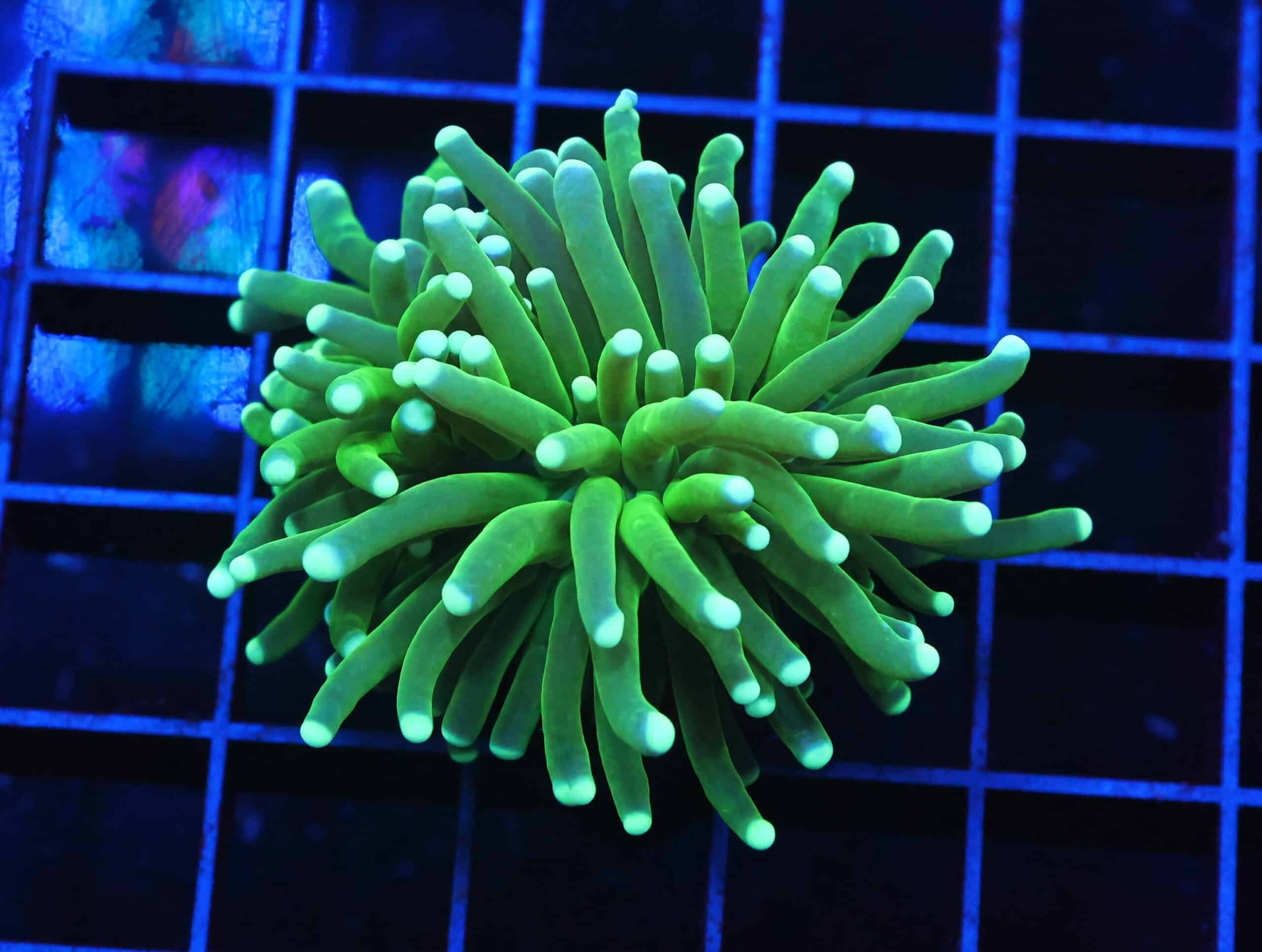 D56 - INDO TORCH GREEN 1 HEAD