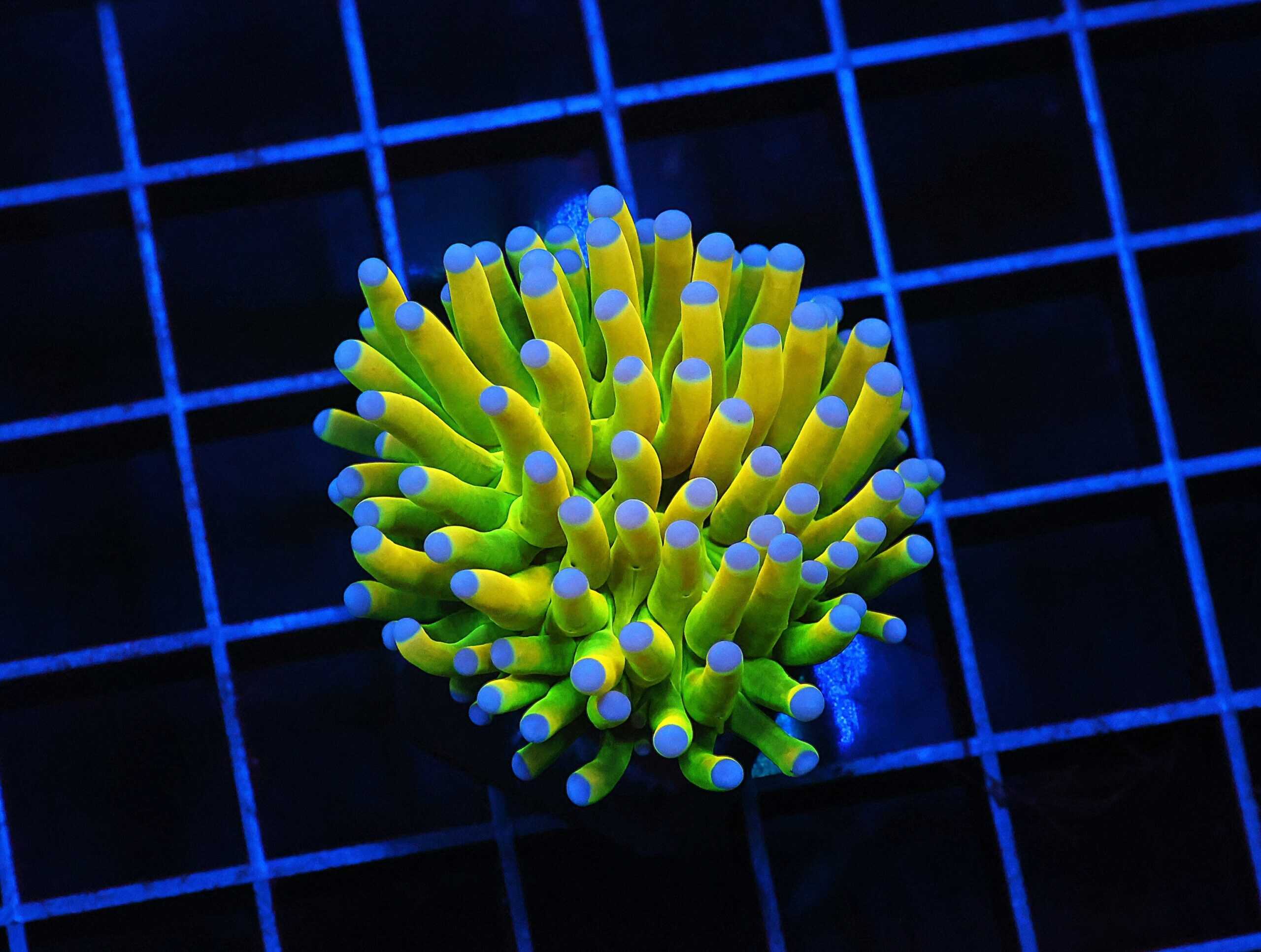 D54 - MALAYSIAN TORCH GREEN GRAIL 1 HEAD