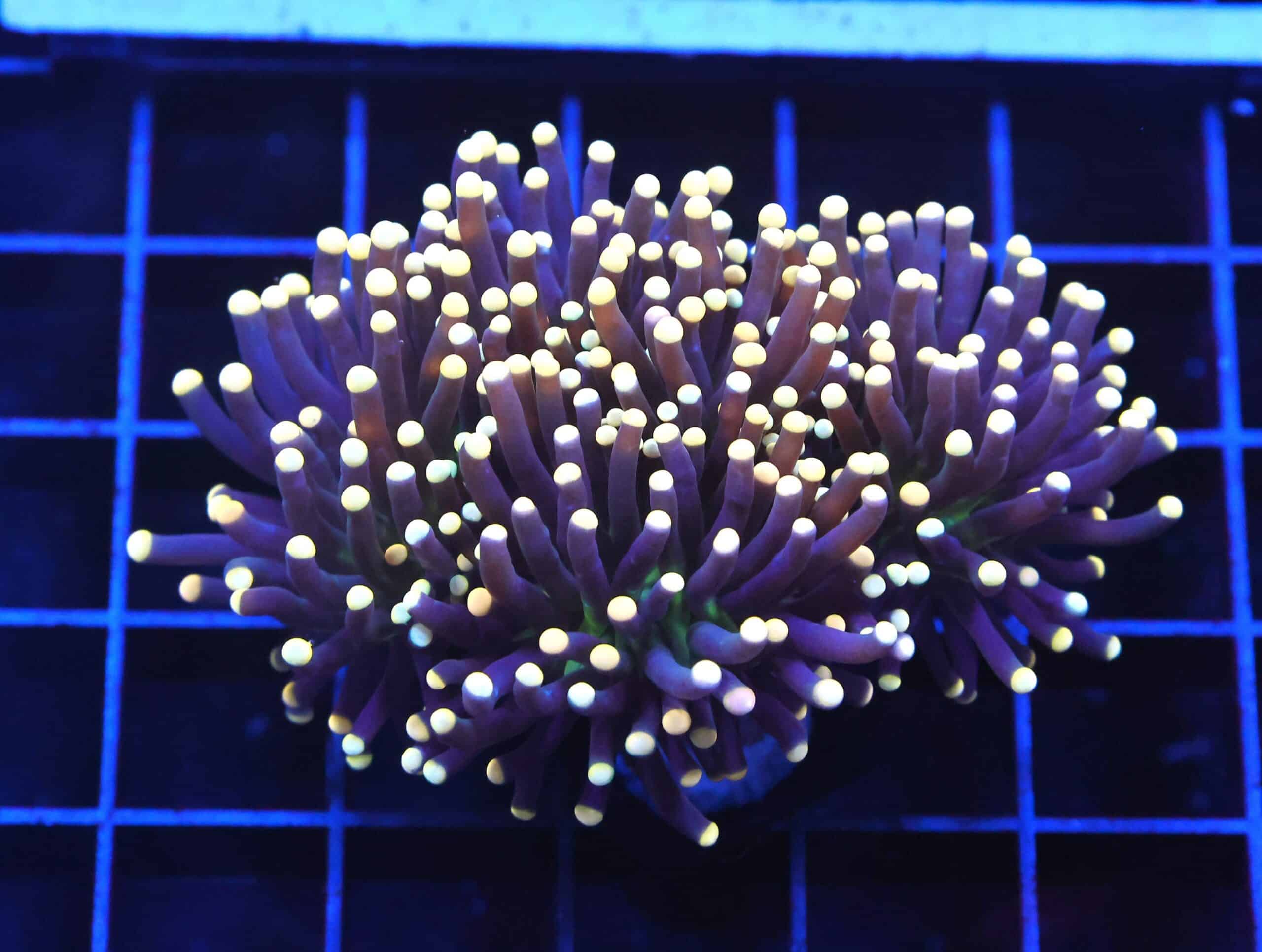 D57 - INDO TORCH BLACK LIGHT 3 HEAD