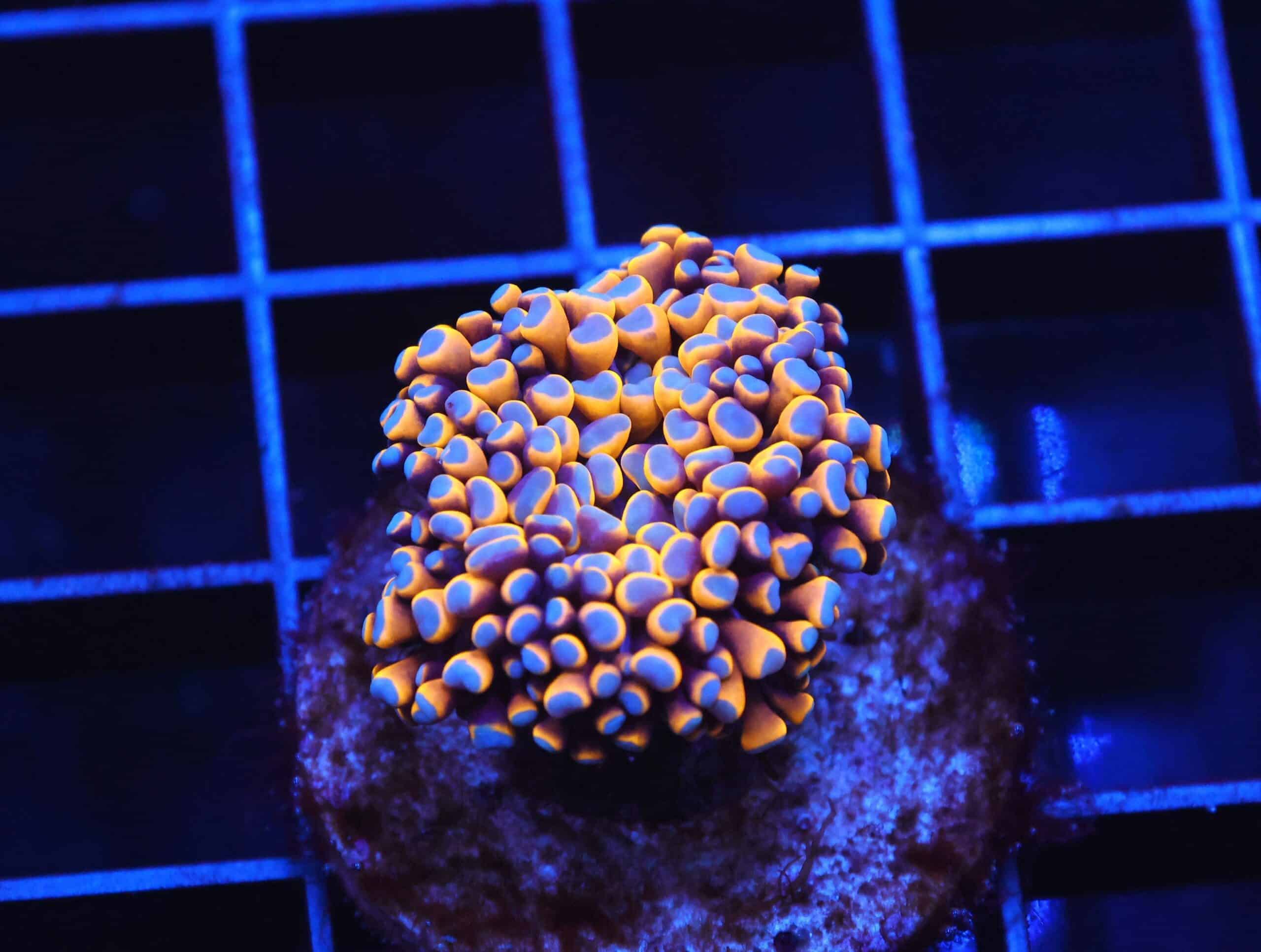 D59 - MALAYSIAN TORCH 24K GOLD 1 HEAD