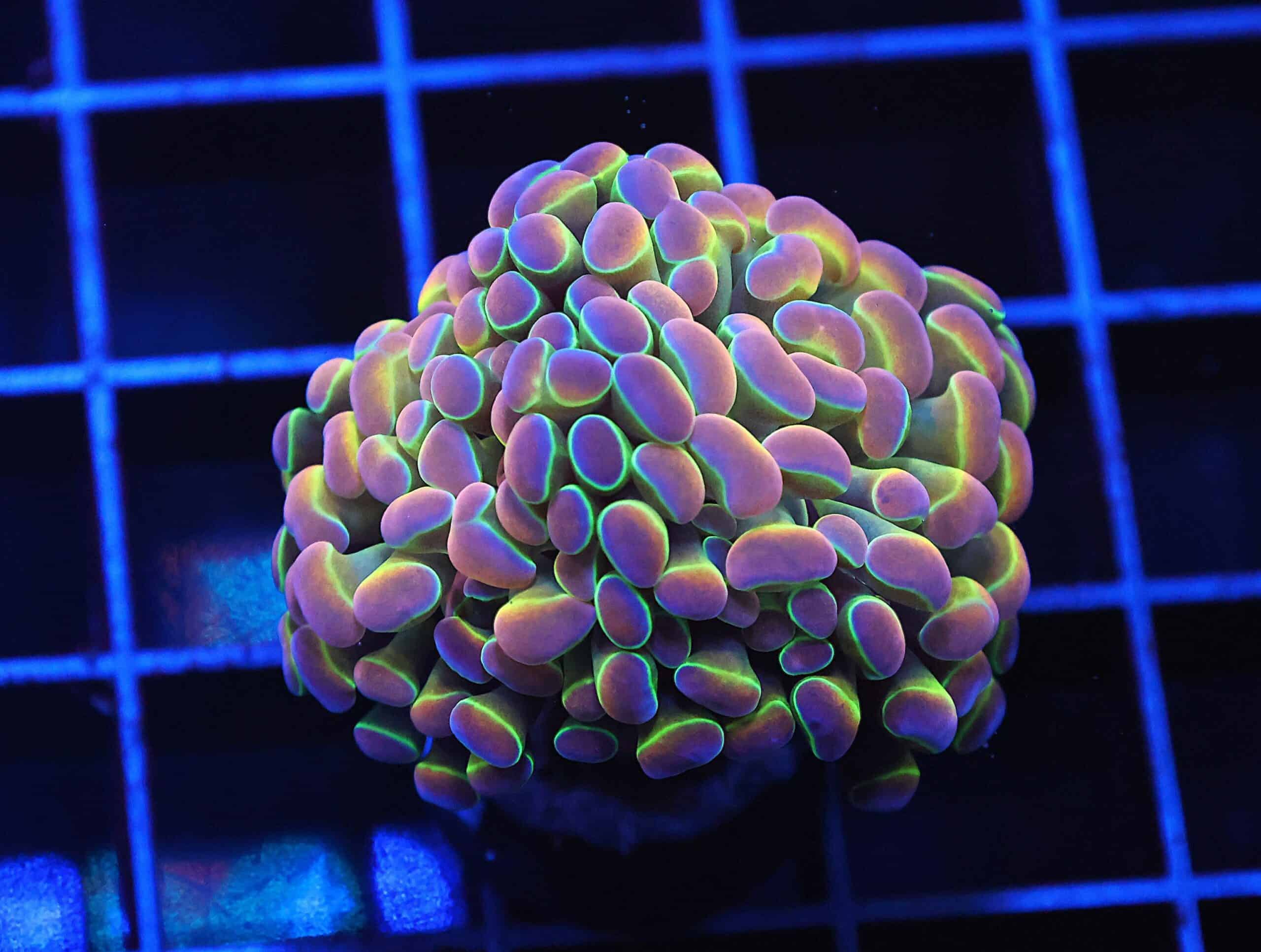 D60 - INDO HAMMER BRANCH TRUE HOLOGRAM 1 HEAD