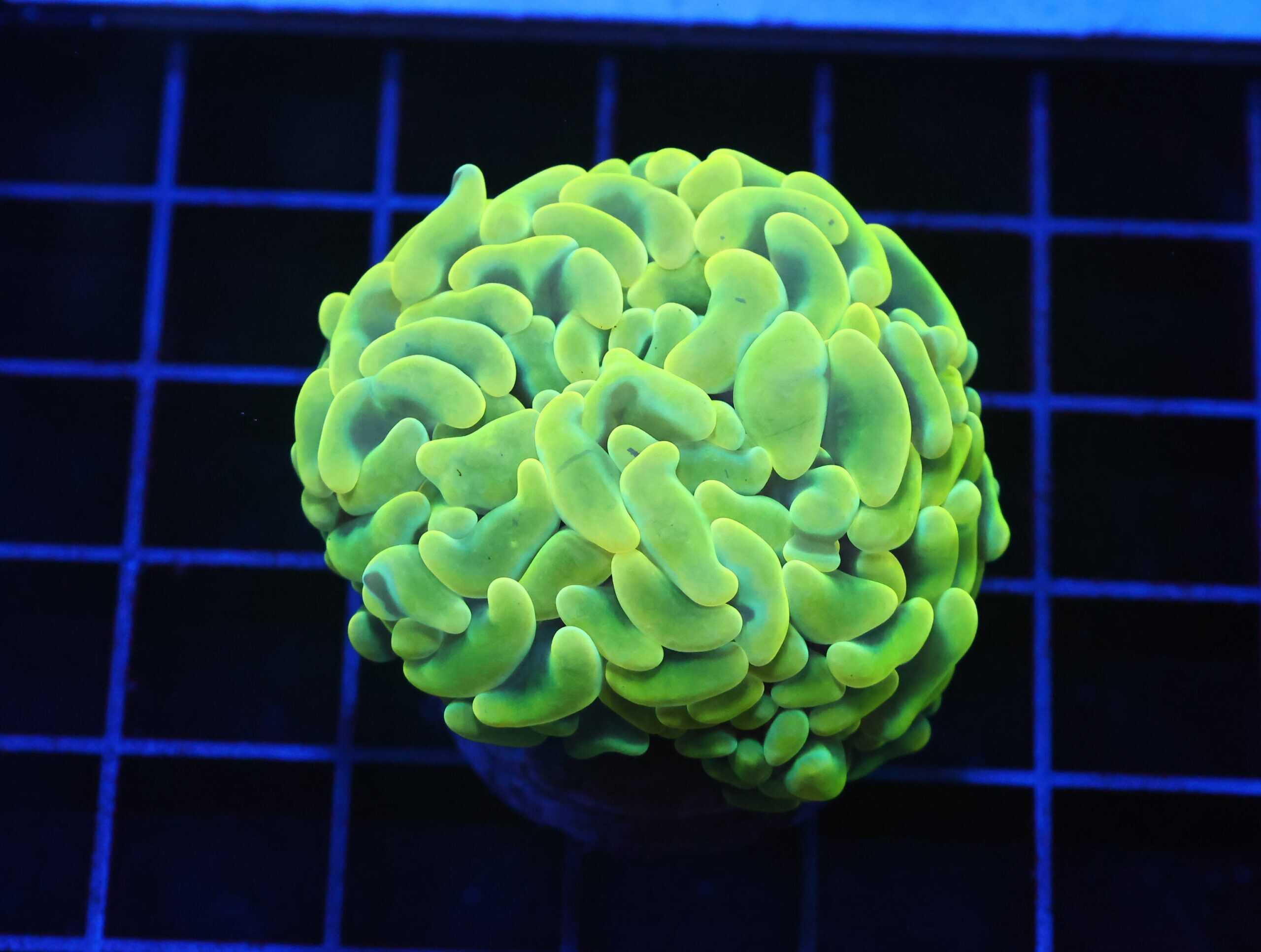 D65 - AUSSIE HAMMER THICK BRANCH YELLOW 1 HEAD