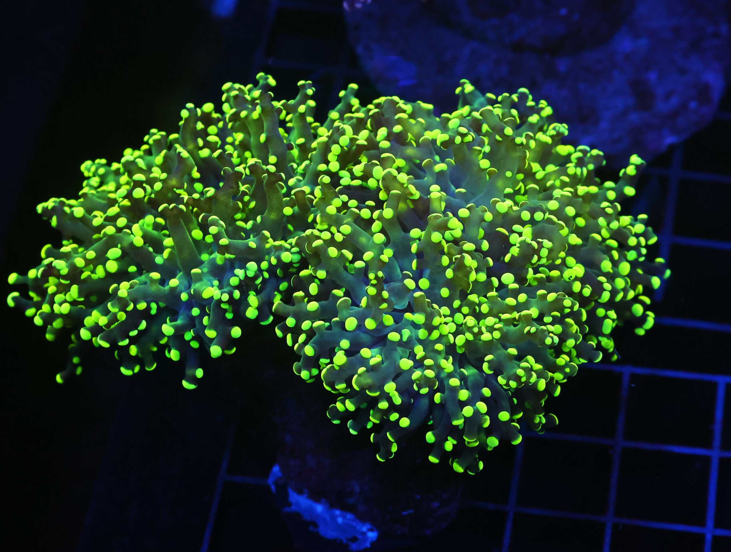 D66 - INDO FROGSPAWN BRANCH GAMMA RAY 3 HEAD