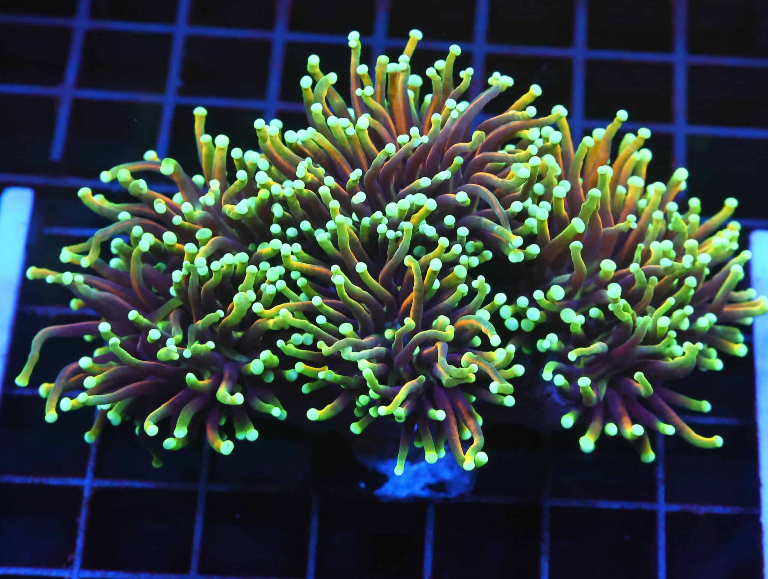 D67 - INDO TORCH HELLFIRE 4 HEAD