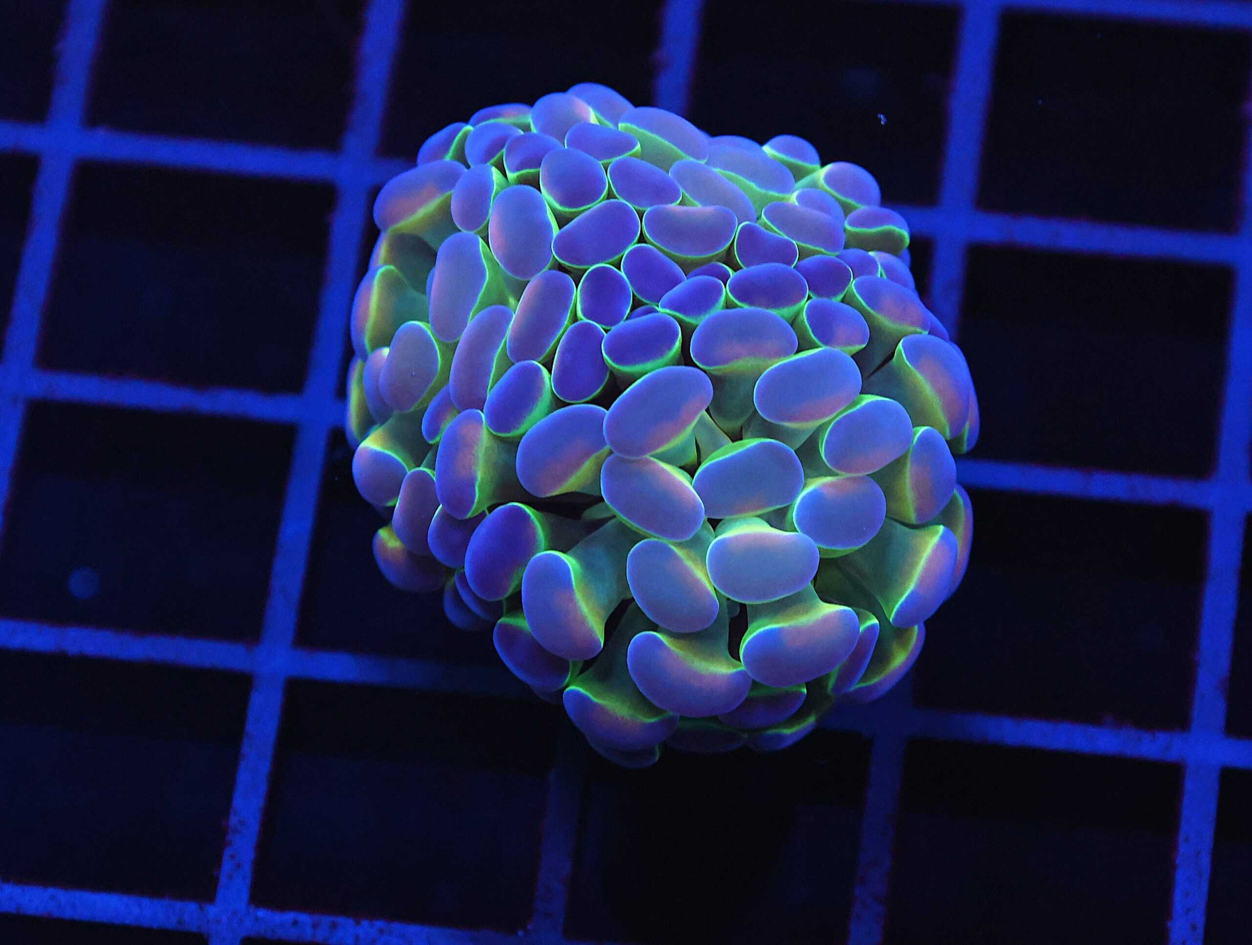 D74 - INDO HAMMER BRANCH PURPLE PRINCESS 2 HEAD