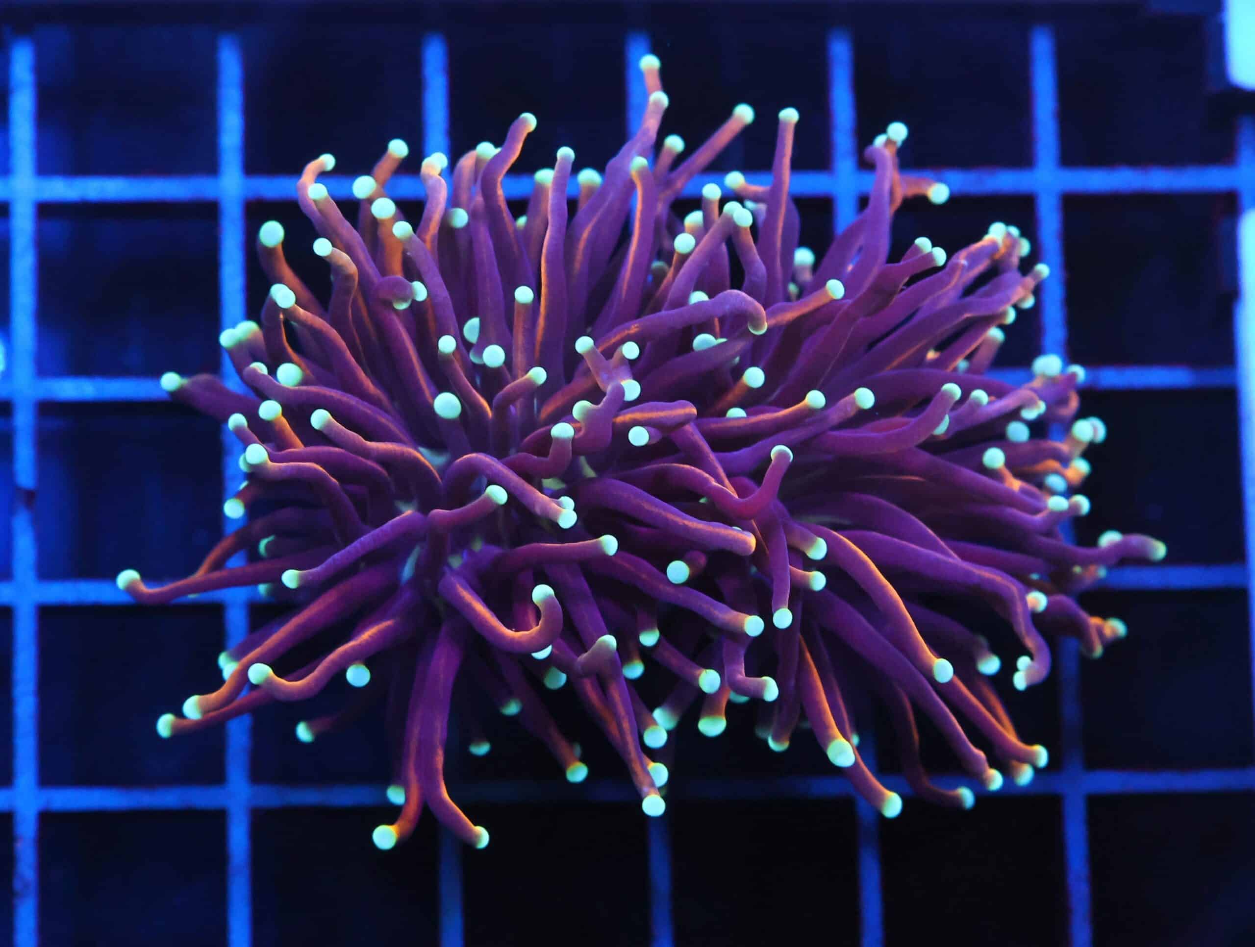 D89 - INDO TORCH GOLD VARIANT 2 HEAD