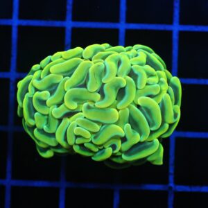 D92 - AUSSIE HAMMER THICK BRANCH YELLOW 1 HEAD