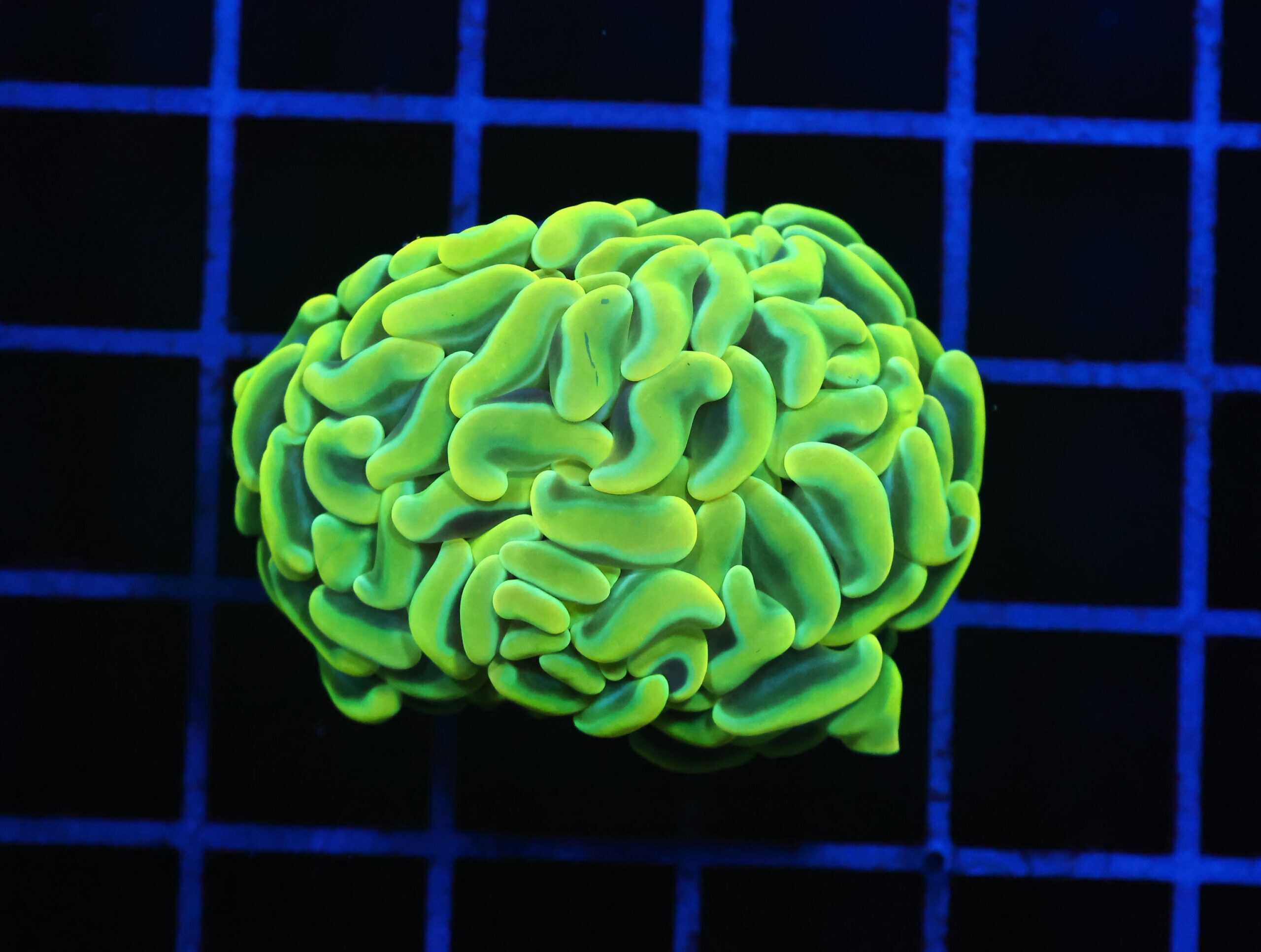 D92 - AUSSIE HAMMER THICK BRANCH YELLOW 1 HEAD