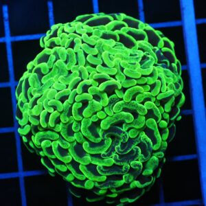 D94 - AUSSIE HAMMER THICK BRANCH TOXIC SPLATTER 2 HEAD