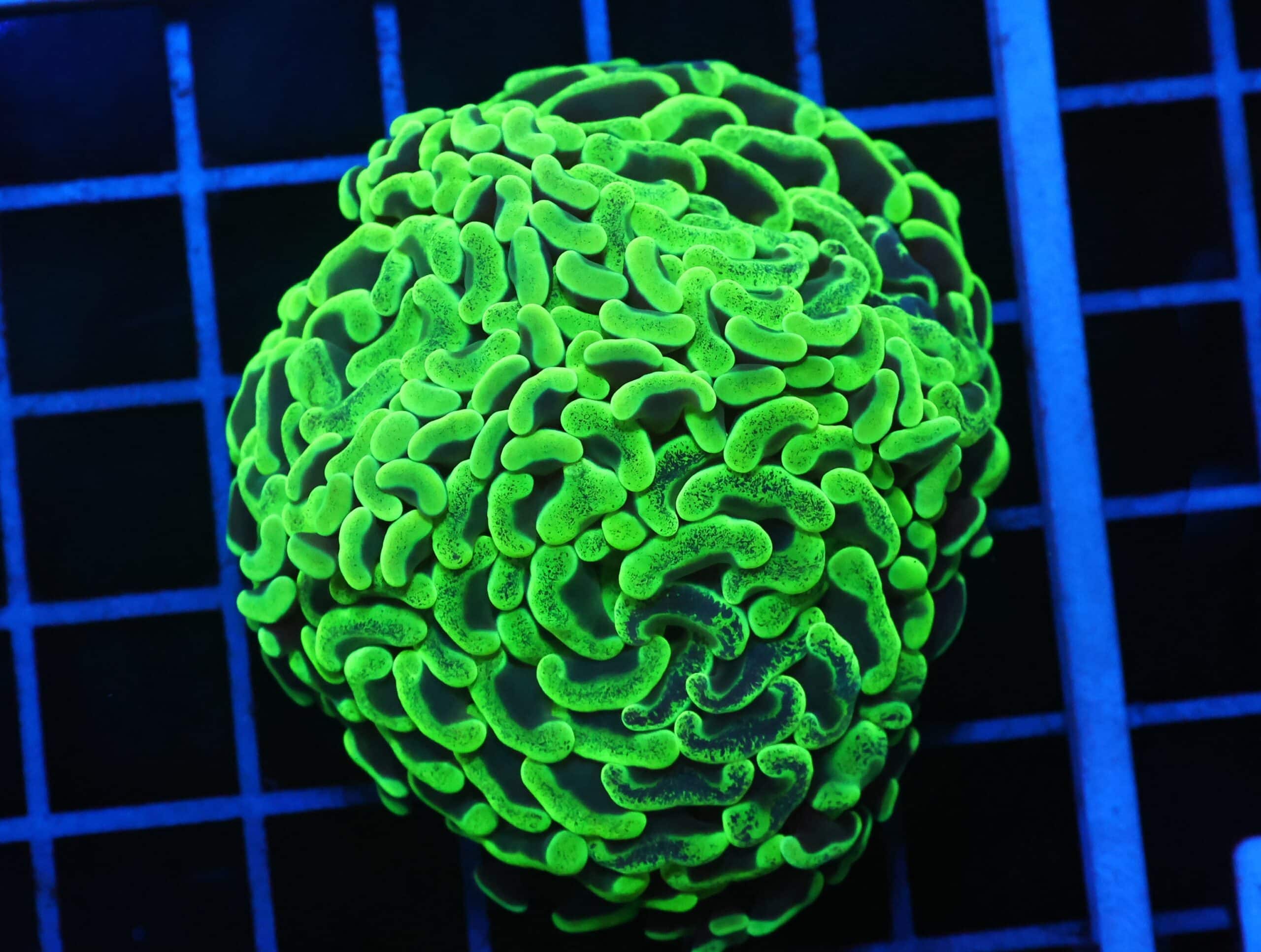 D94 - AUSSIE HAMMER THICK BRANCH TOXIC SPLATTER 2 HEAD