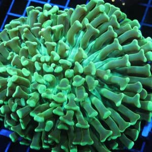 D96 - INDO HAMMER WALL METALLIC