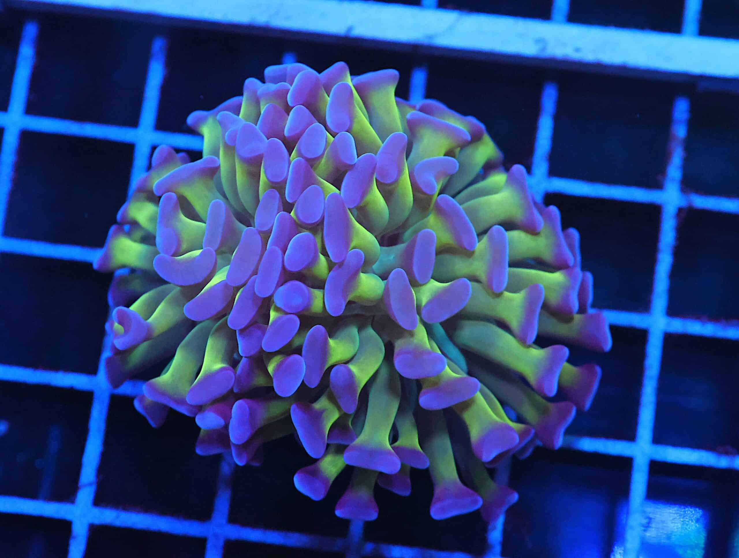 D98 - INDO HAMMER BRANCH REVERSE 2 HEAD