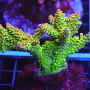 E03 - INDO ACRO PREMIUM CULTURED LG