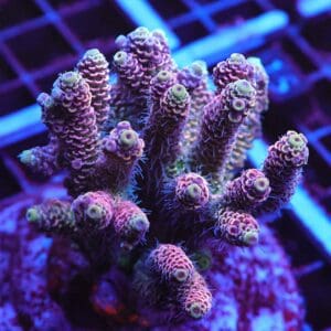 E10 - INDO ACRO PINK MILLE CULTURED LG