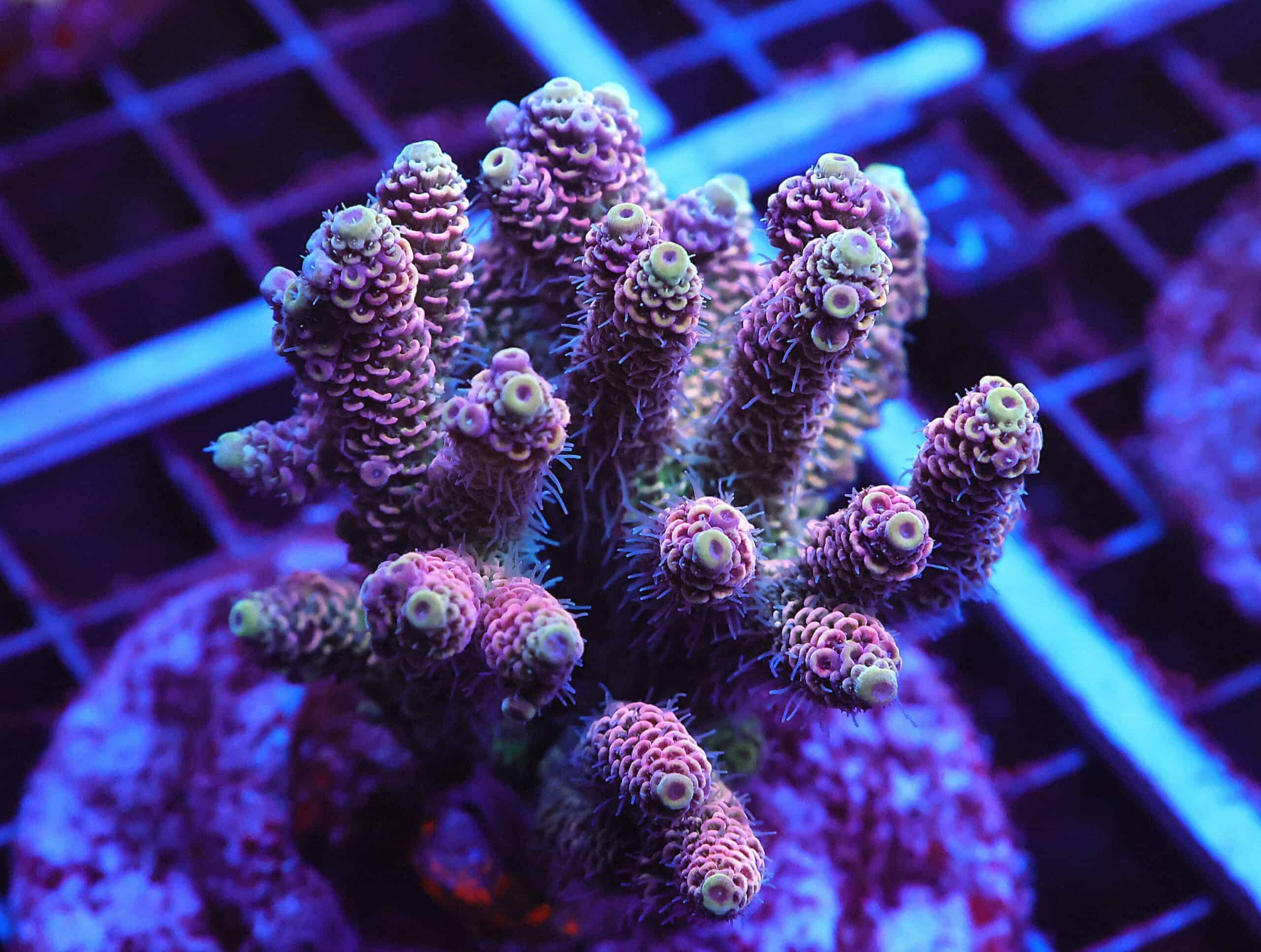 E10 - INDO ACRO PINK MILLE CULTURED LG