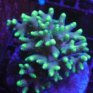 E100 - INDO SERIATOPORA TOXIC TIP CULTURED LG