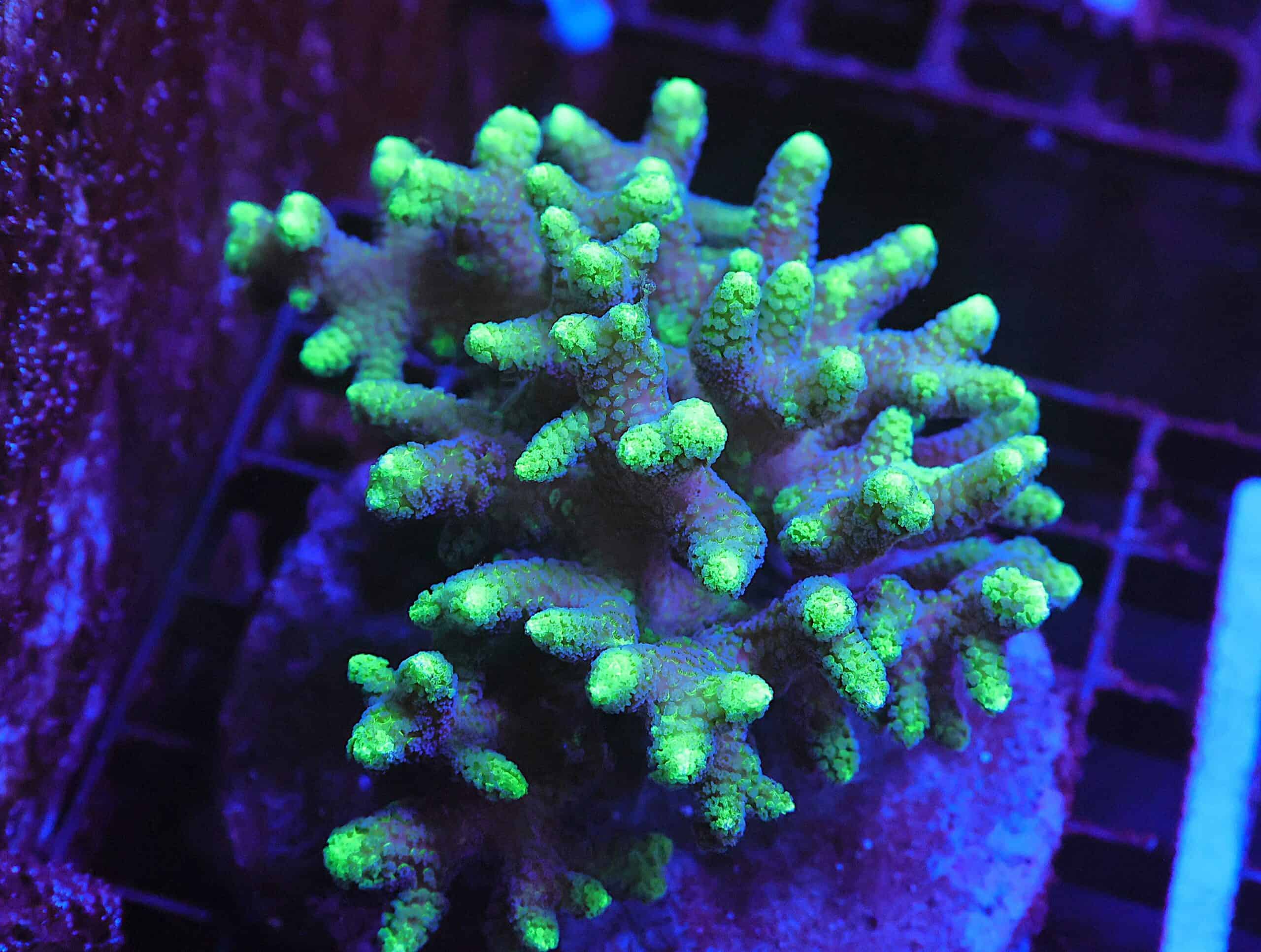 E100 - INDO SERIATOPORA TOXIC TIP CULTURED LG