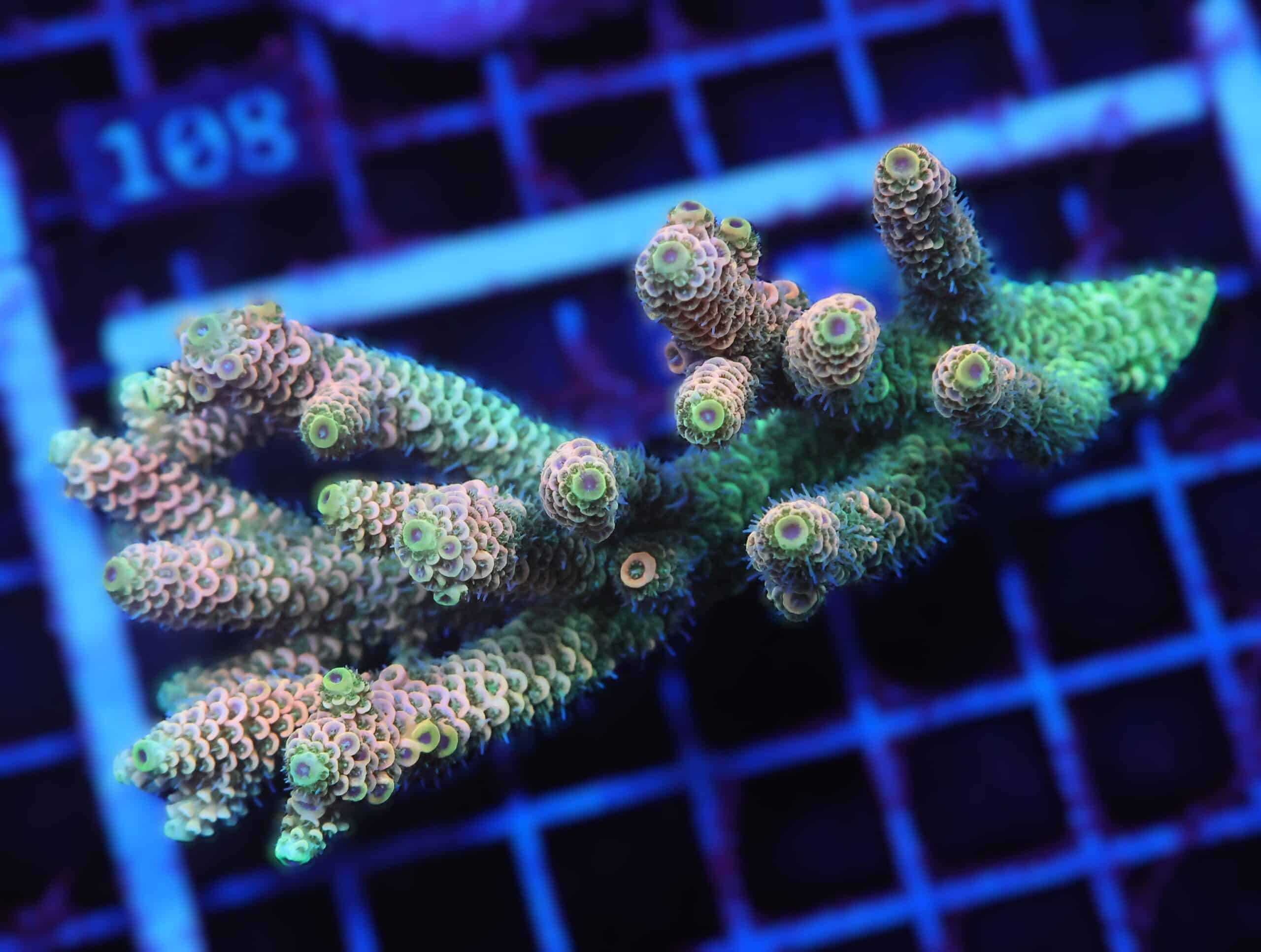 E103 - AUSSIE ACRO ORANGE CRUSH MILLE LG