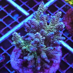 E108 - INDO ACRO PREMIUM TENUIS CULTURED LG