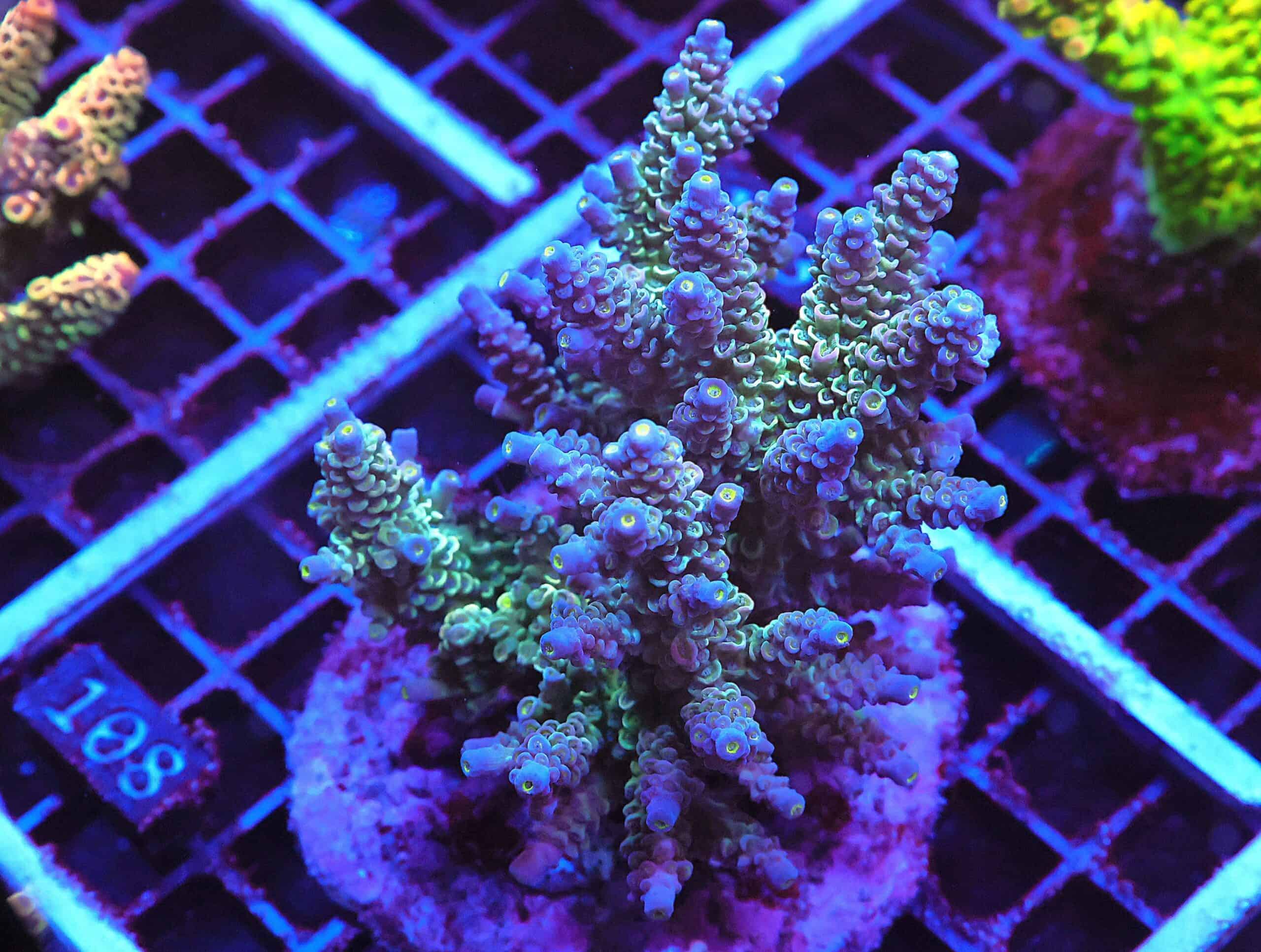 E108 - INDO ACRO PREMIUM TENUIS CULTURED LG