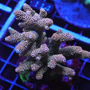 E109 - INDO ACRO PINK MILLE CULTURED LG