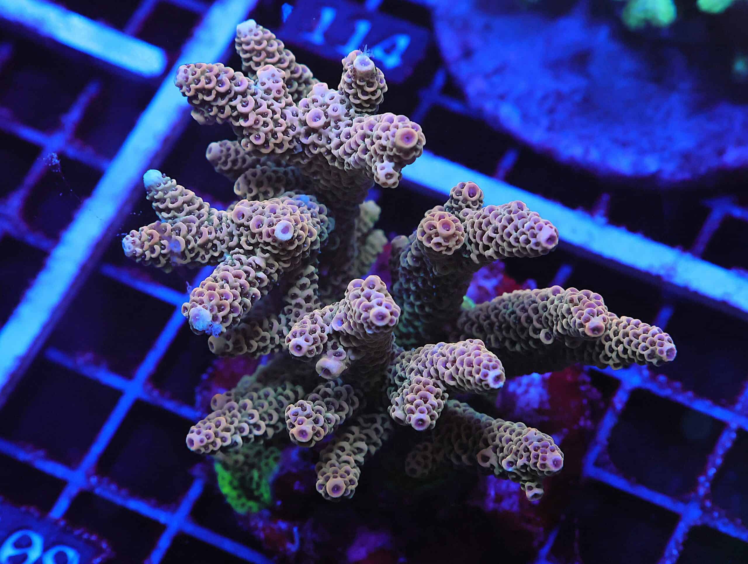 E109 - INDO ACRO PINK MILLE CULTURED LG