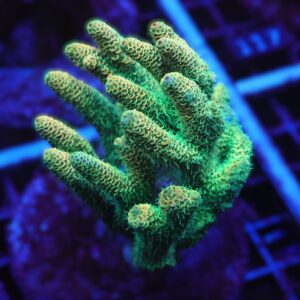 E111 - INDO ACRO SUNRISE MILLE CULTURED LG