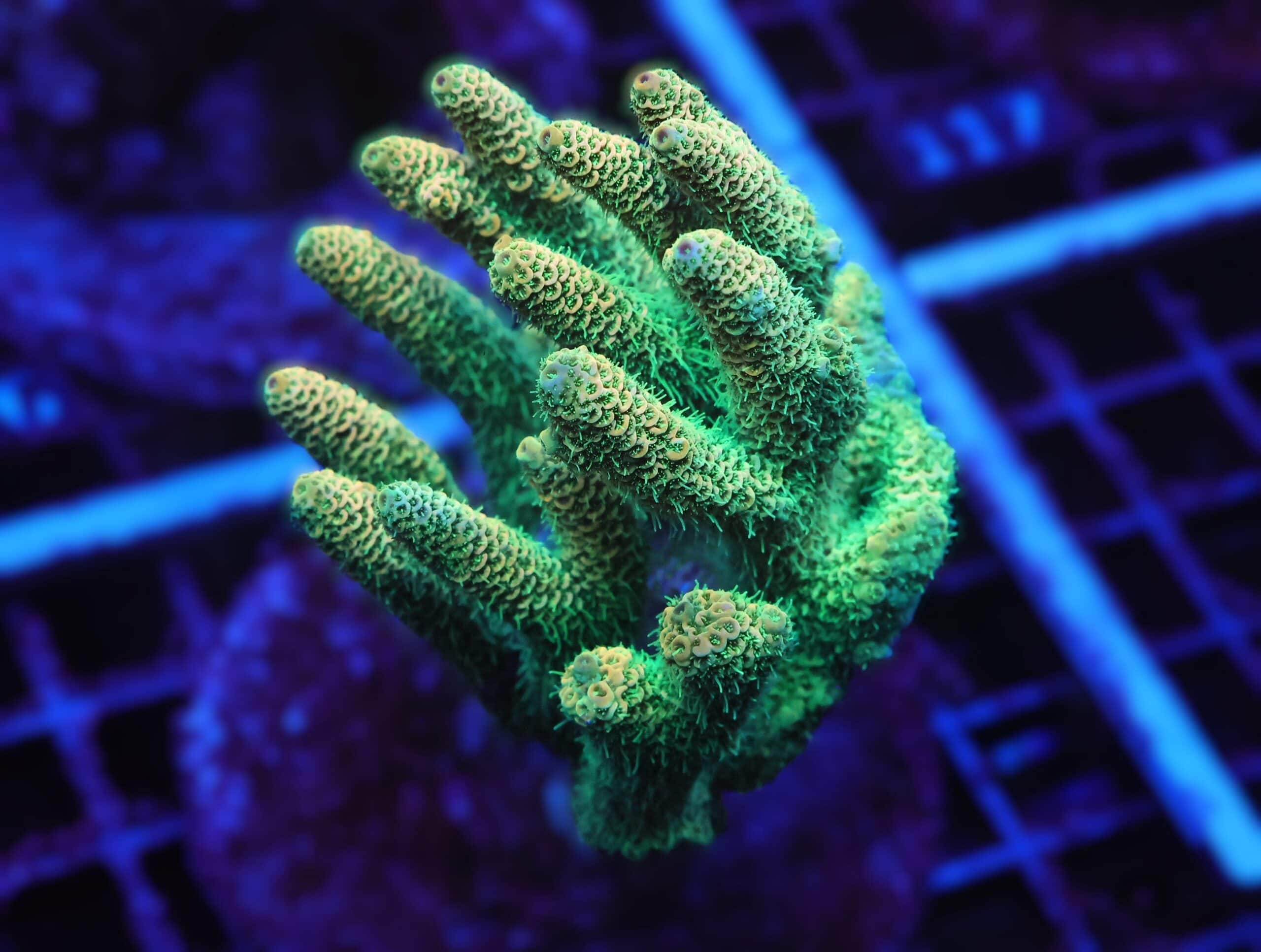 E111 - INDO ACRO SUNRISE MILLE CULTURED LG