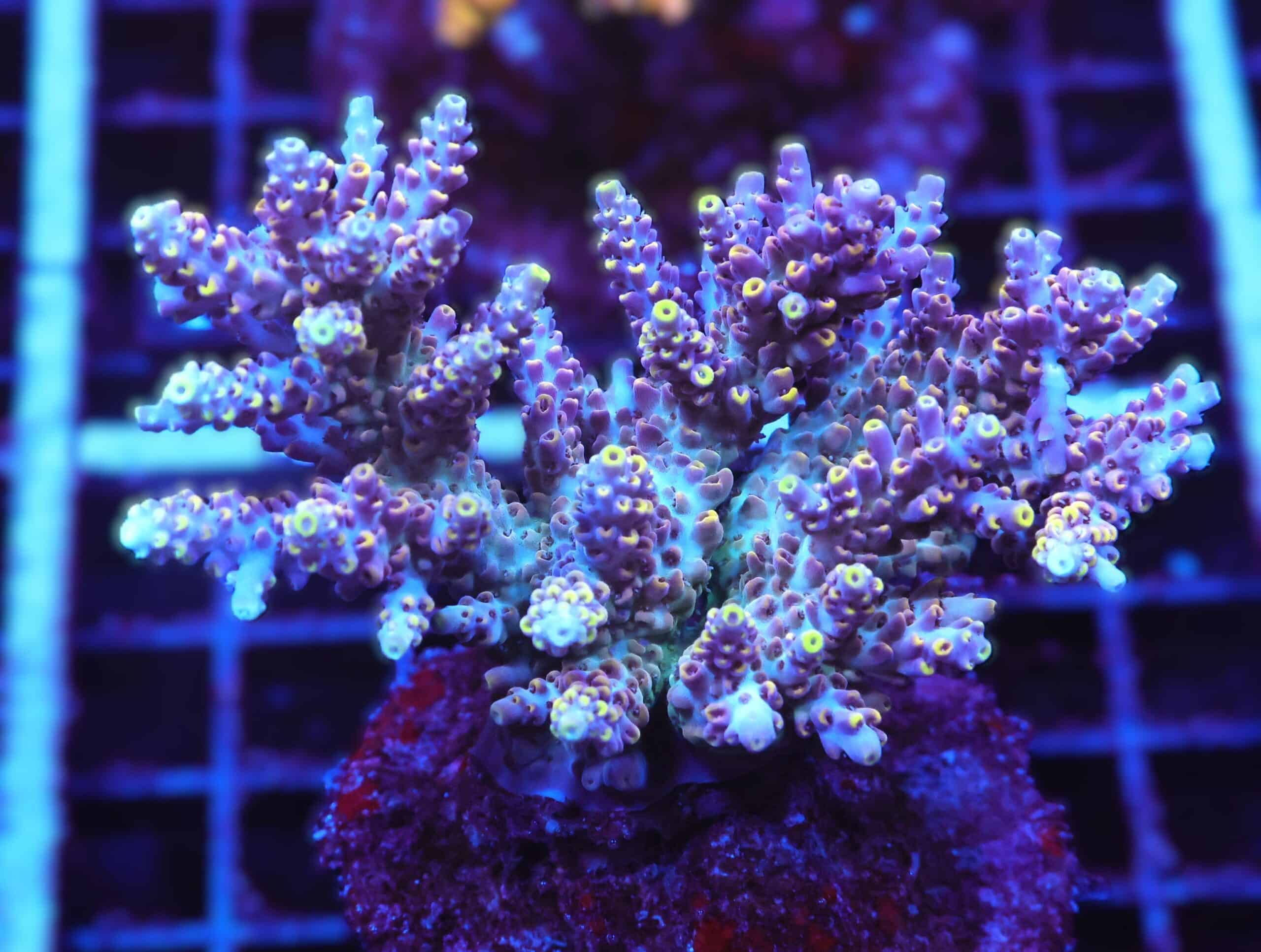 E112 - IND ACRO PREMIUM CULTURED XL