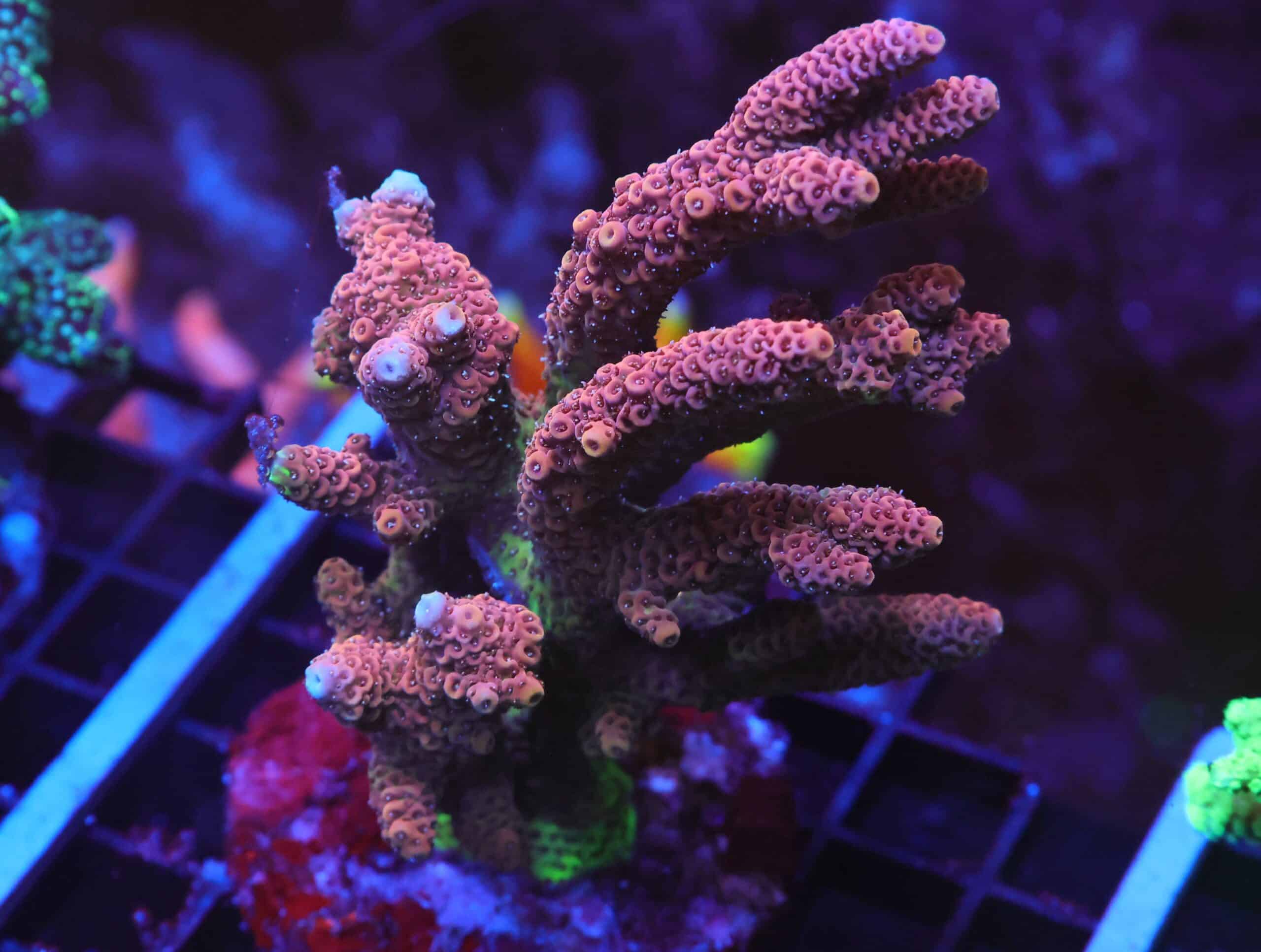 E115 - INDO ACRO SUNSET MILLE CULTURED XL