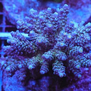 E116 - INDO ACRO PREMIUM TENUIS CULTURED XL