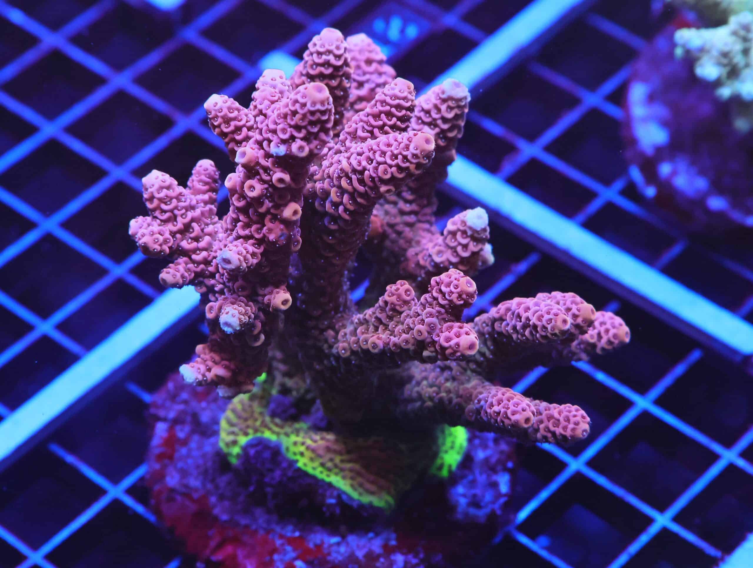 E12 - INDO ACRO HOT PINK MILLE CULTURED XL