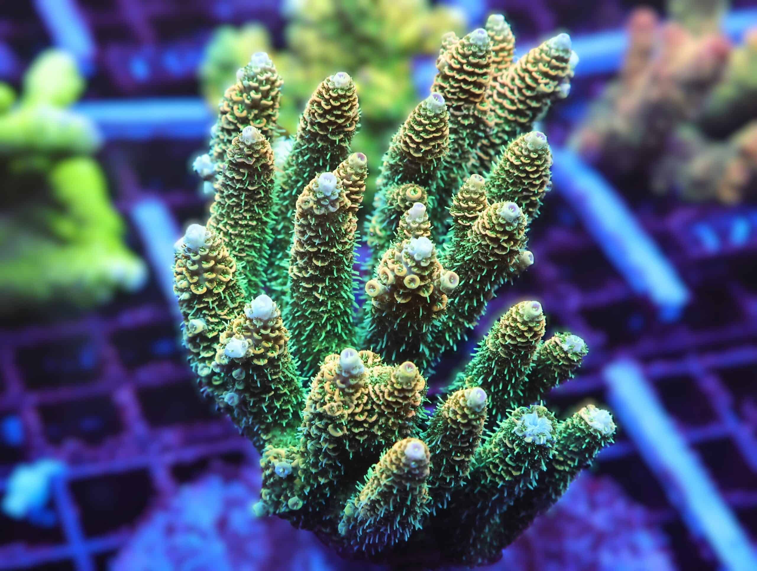 E121 - INDO ACRO SUNRISE MILLE CULTURED LG