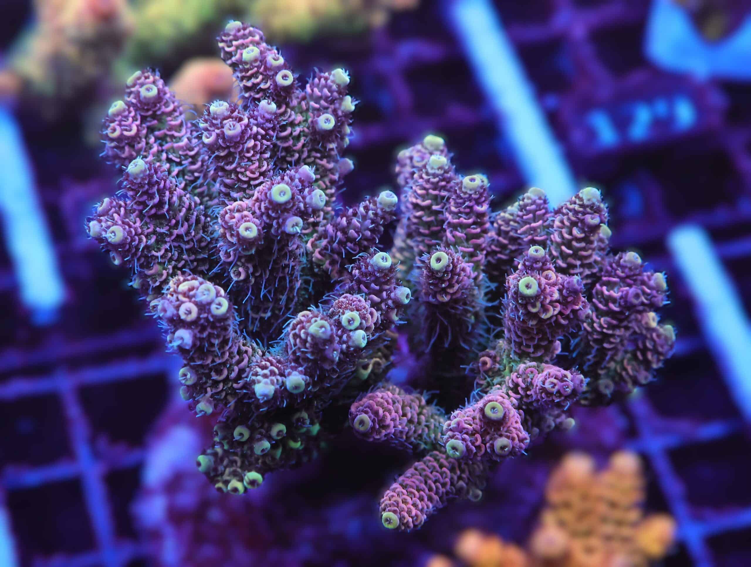 E122 - INDO ACRO MONSTERS INC MILLE CULTURED XL