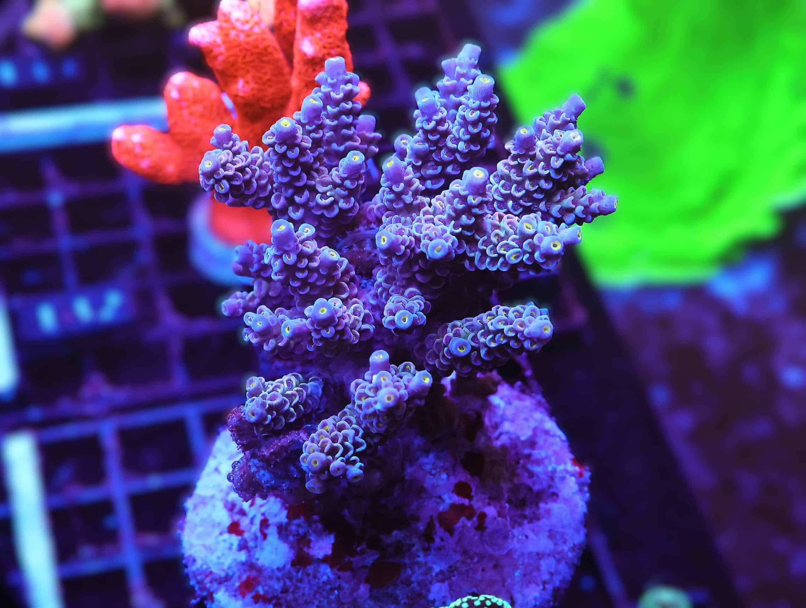 E125 - INDO ACRO PREMIUM TENUIS CULTURED LG