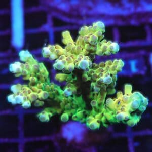 E127 - INDO ACRO PREMIUM CULTURED M