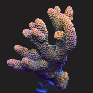 E129 - INDO ACRO RAINBOW MILLE CULTURED M