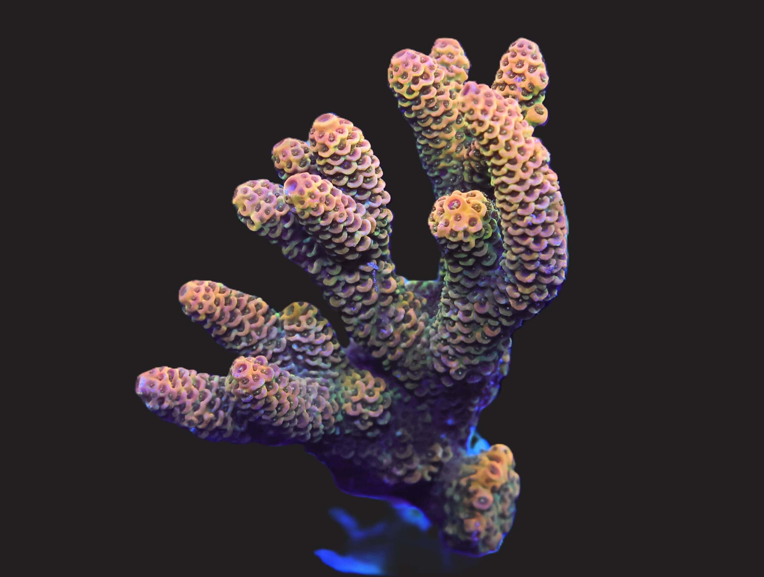 E129 - INDO ACRO RAINBOW MILLE CULTURED M