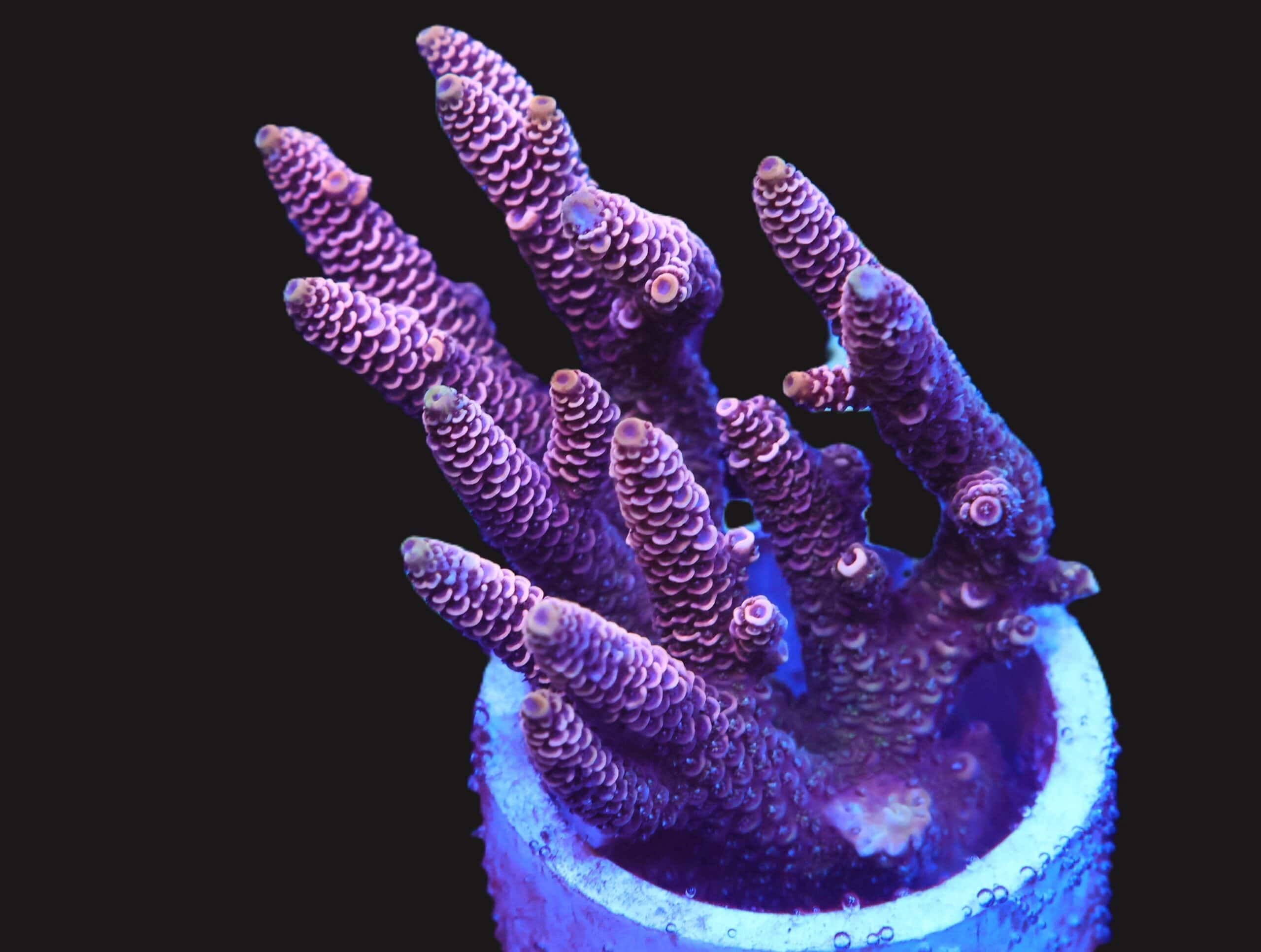 E130 - AUSSIE ACRO PINK MILLE LG