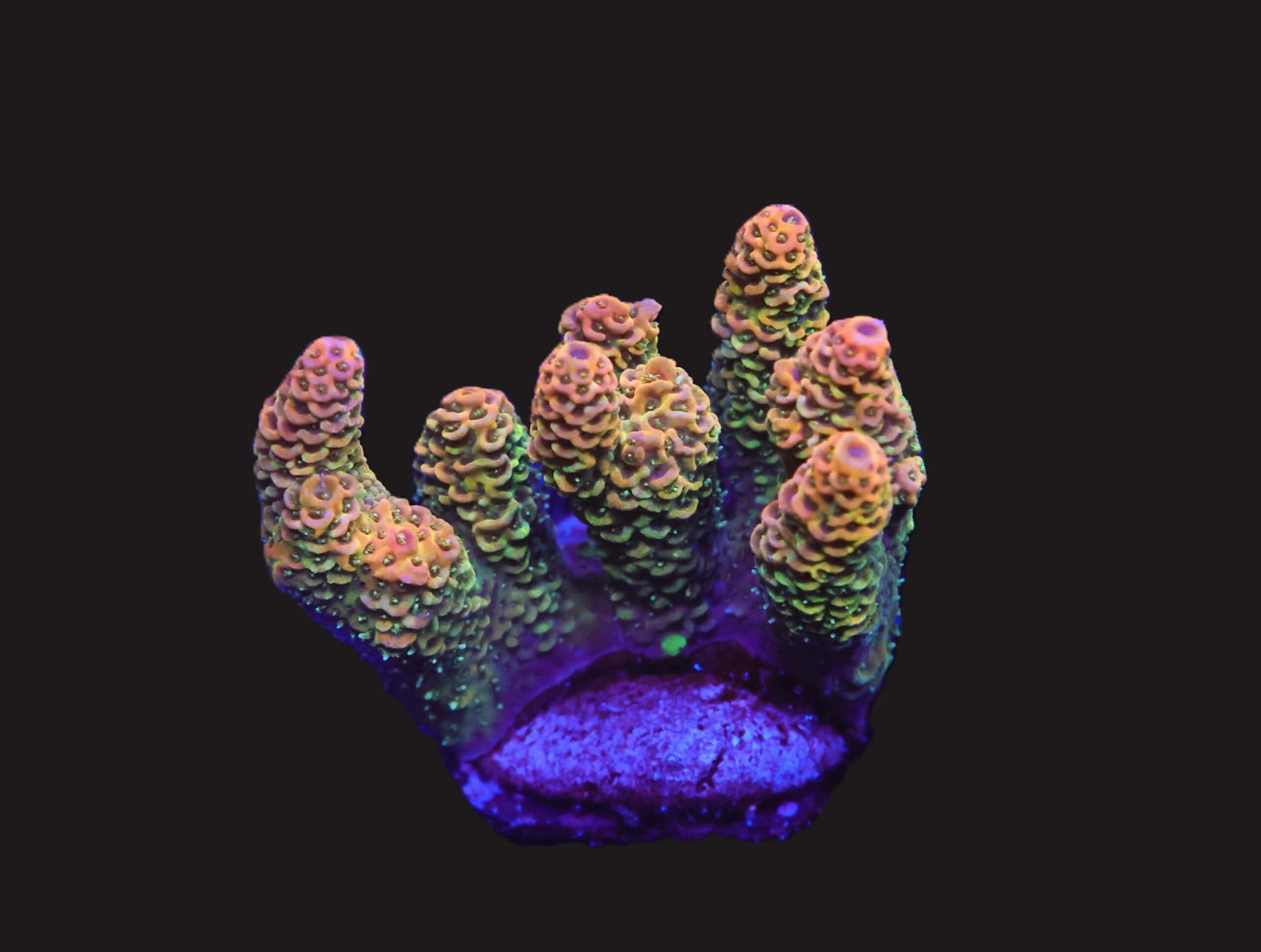 E131 - INDO ACRO RAINBOW MILLE CULTURED S