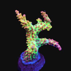 E136 - SDC ACRO STRAWBERRY SHORTCAKE CULT FRAG