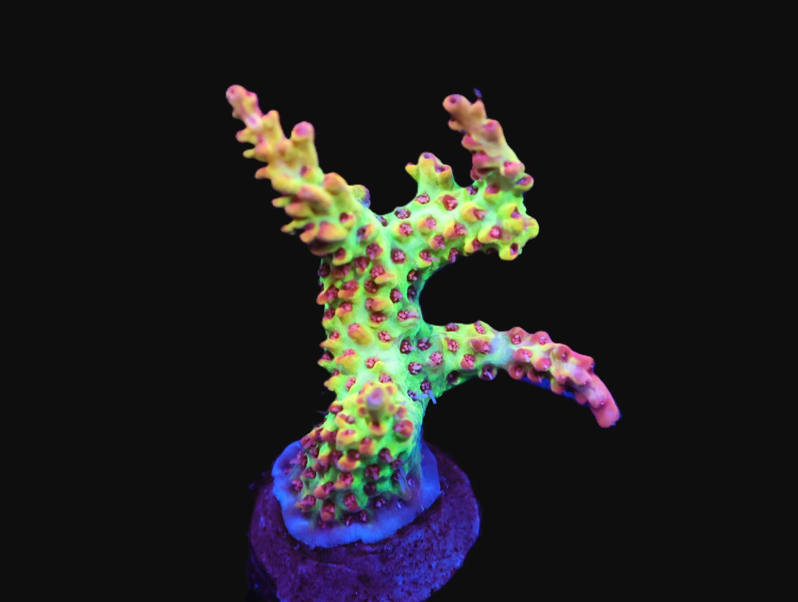 E136 - SDC ACRO STRAWBERRY SHORTCAKE CULT FRAG