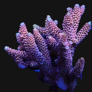 E138 - AUSSIE ACRO PINK MILLE M