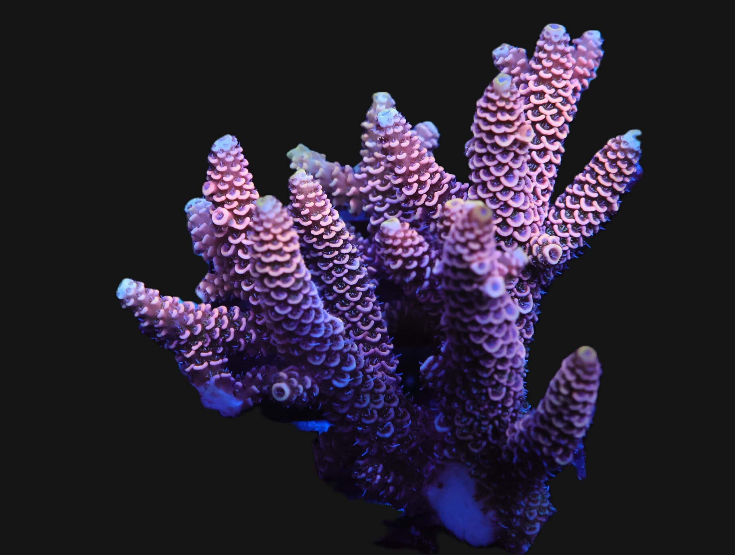 E138 - AUSSIE ACRO PINK MILLE M