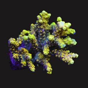 E141 - INDO ACRO PREMIUM CULTURED M