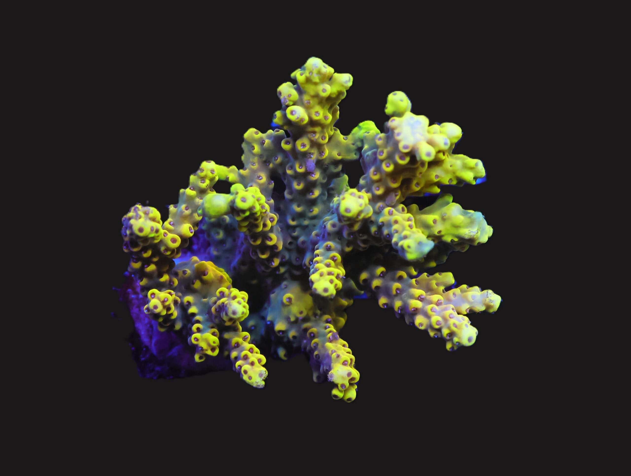 E141 - INDO ACRO PREMIUM CULTURED M