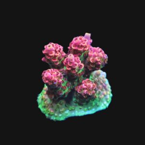 E145 - SDC AUSSIE TABLE ACRO CULTURED FRAG