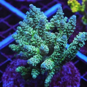 E15 - INDO ACRO PREMIUM TENUIS CULTURED XL